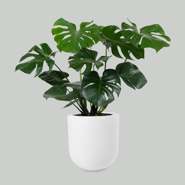 Humidificador para plantas interior